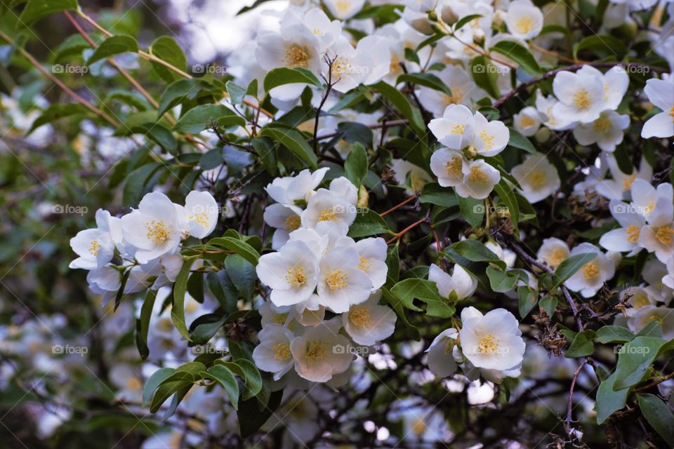 White jazmin in bloom