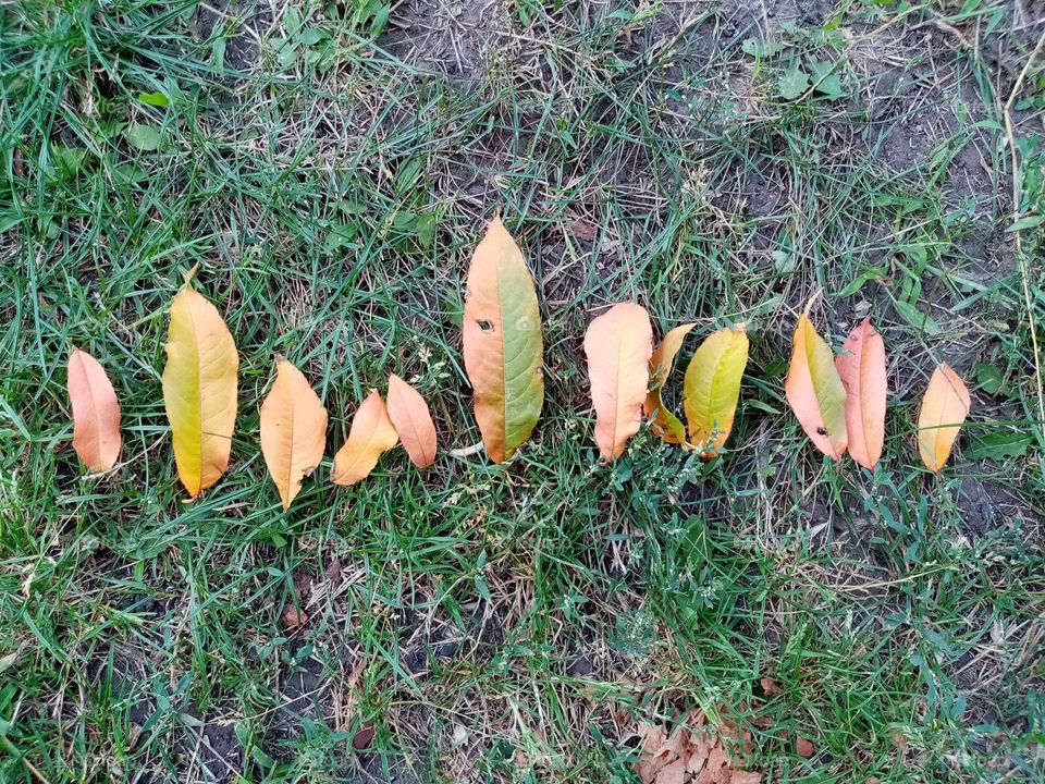 Первые осенние листочки