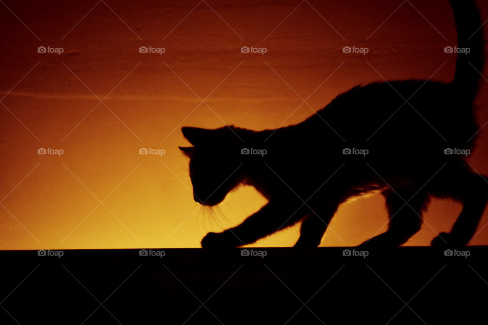 Cat silhouette