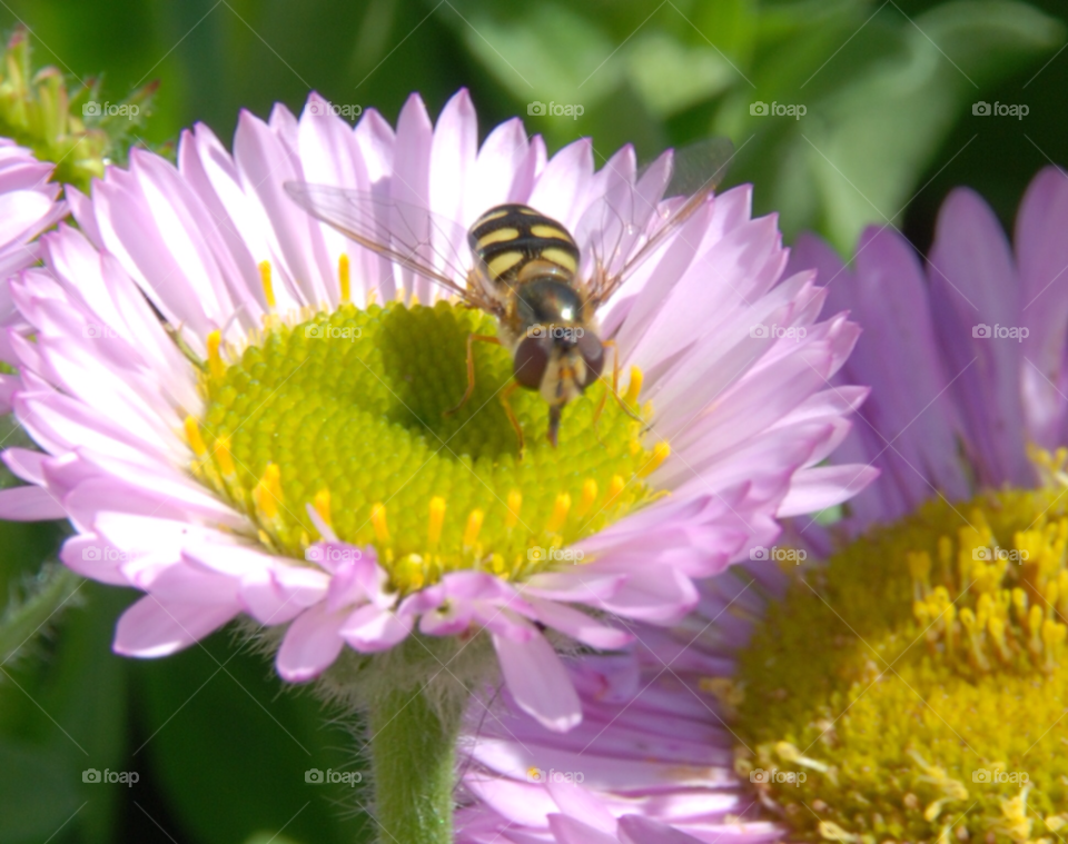 my garden flower macro bug by PhilC