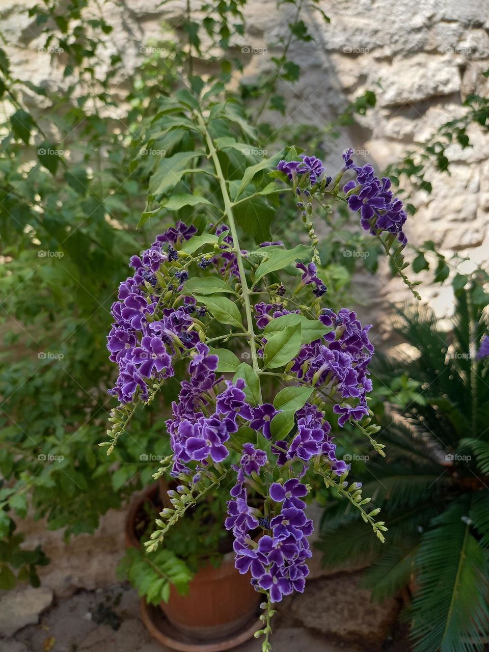 purple flowers