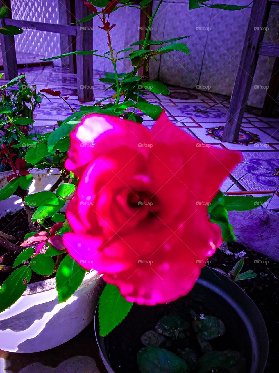 a freshly bloomed rose in front of the house