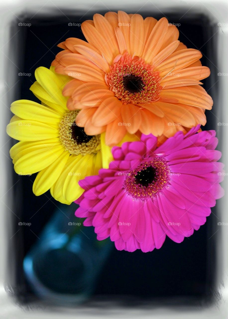 Gerbara Daisies . Lovely Daisies I received on Mother's day last year. 