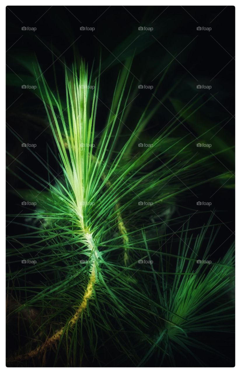 shining grass pic....💚💫