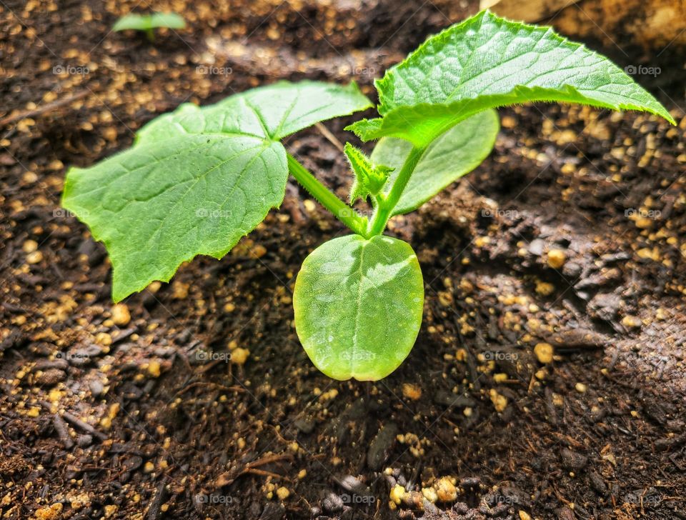 Cucumbers growing in the spring sunshine
