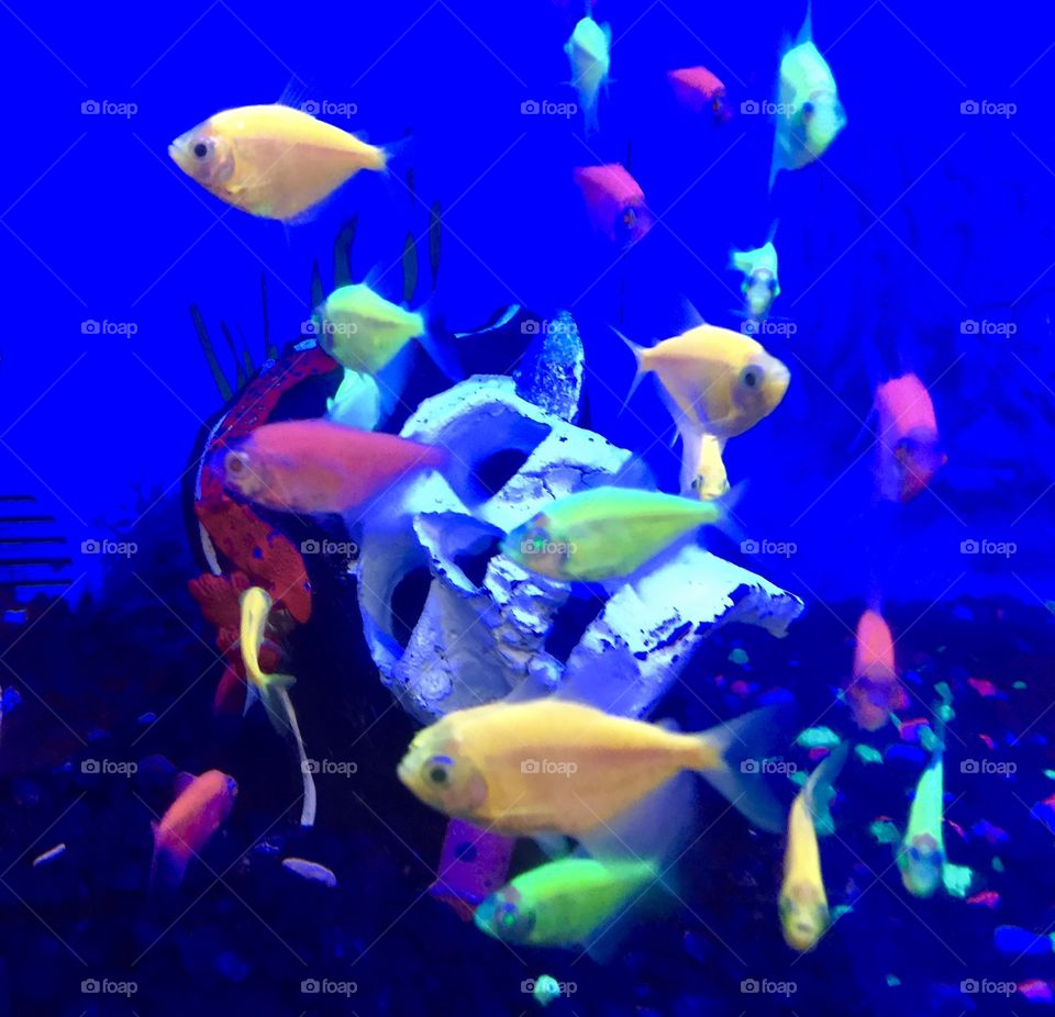 Pet store Glow fish
