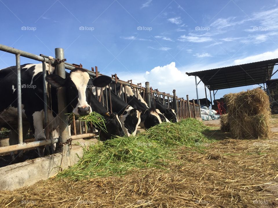 Agriculture, Farm, Cattle, Hay, Cow