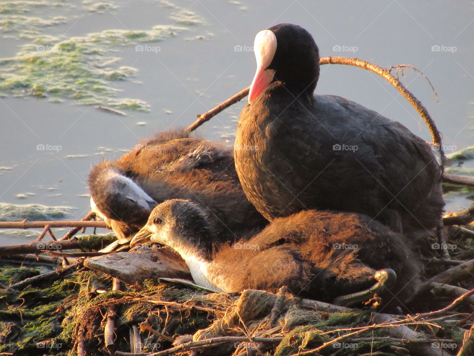 waterfowl nest - common coot with chicks