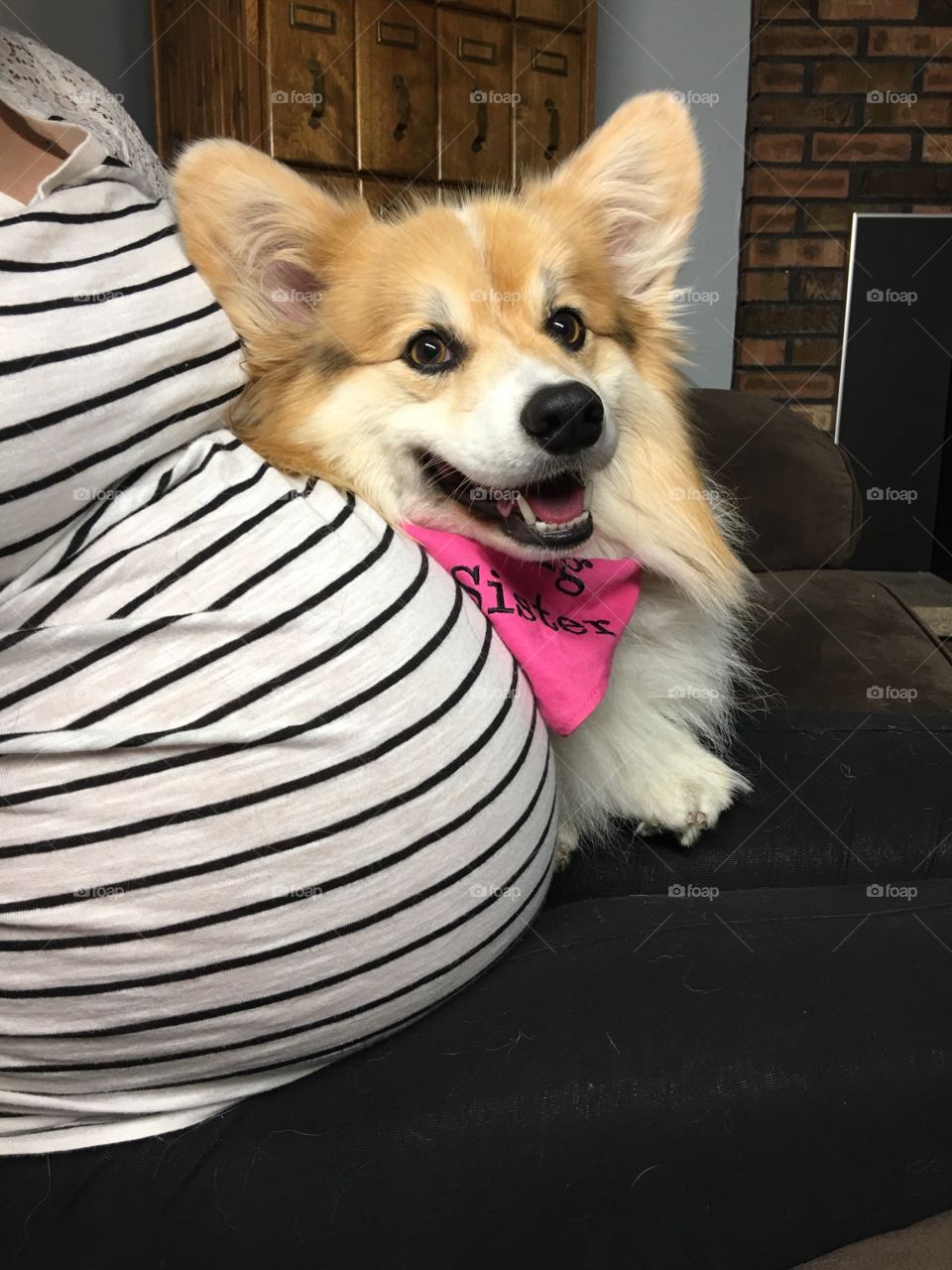 Maternity picture with corgi dog