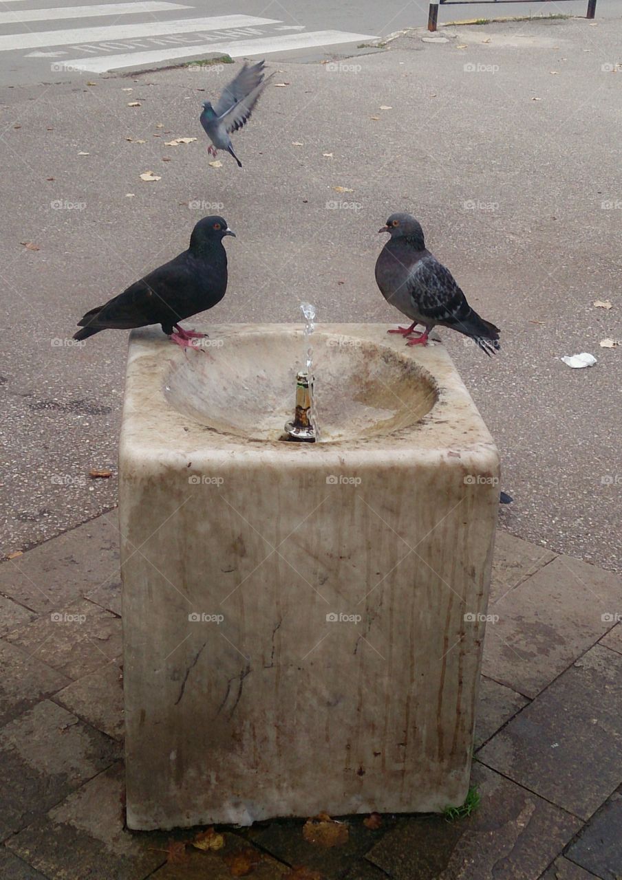 pigeons