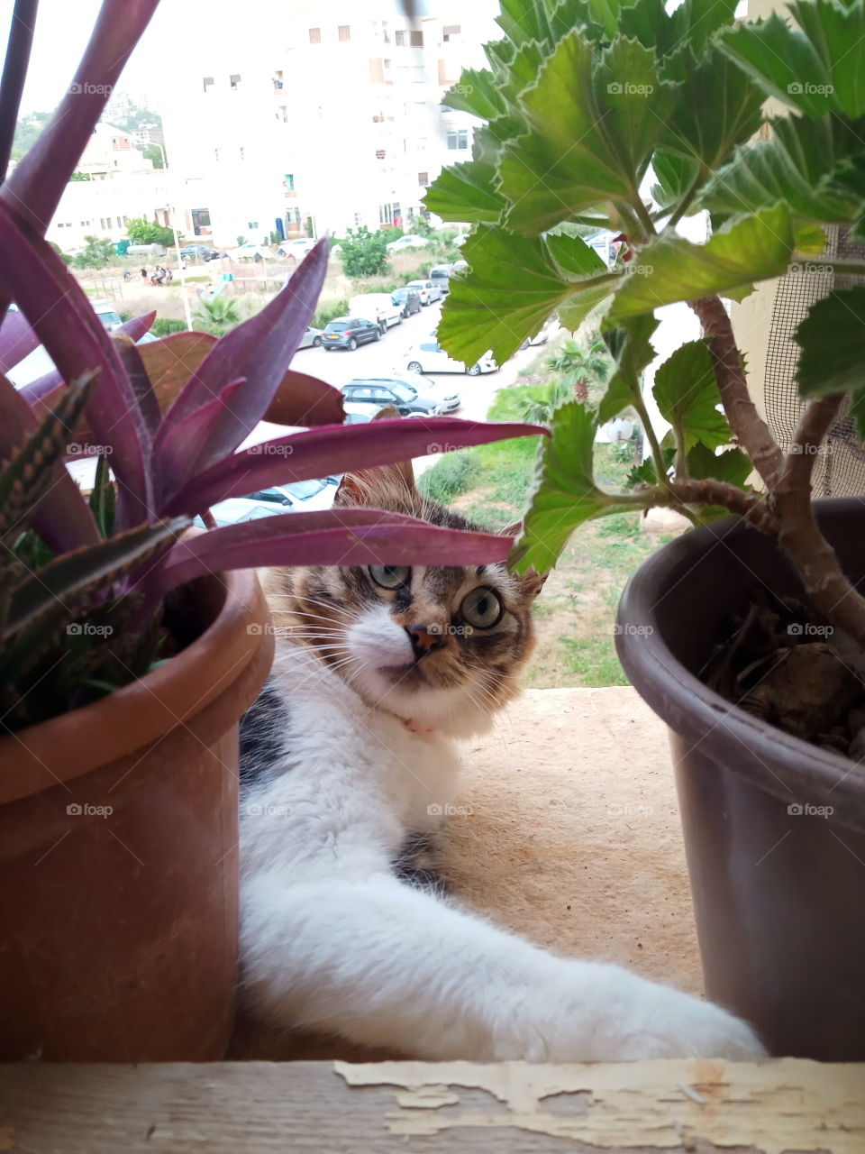 what a royal posture for this main coon cat defying the camera