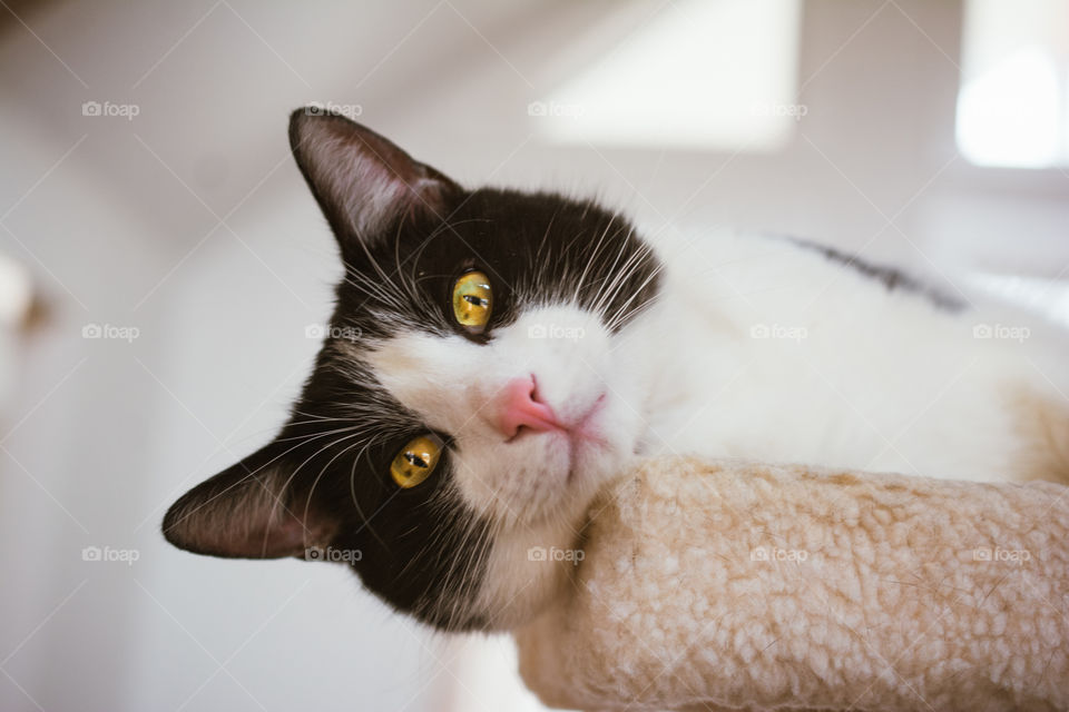 Black and White Cat with Gold Eyes Relaxing