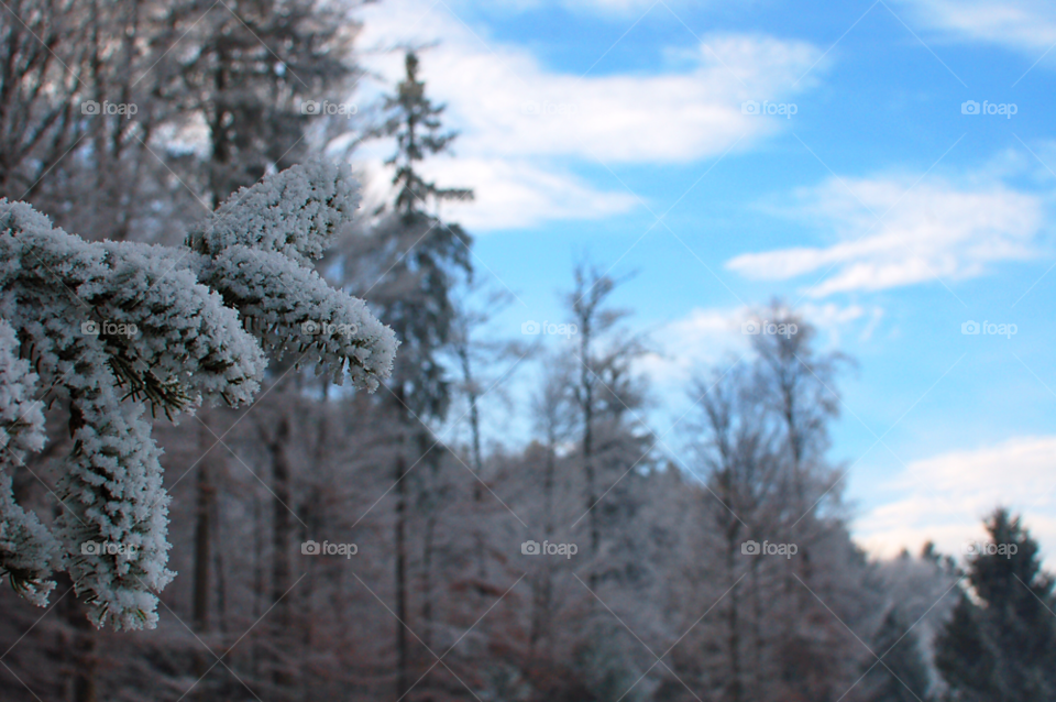 winter sky blue tree by selecshine