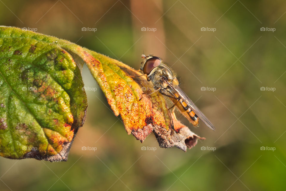 Insects on a leaf