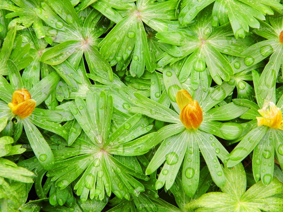 spring flowers and beautiful green color
