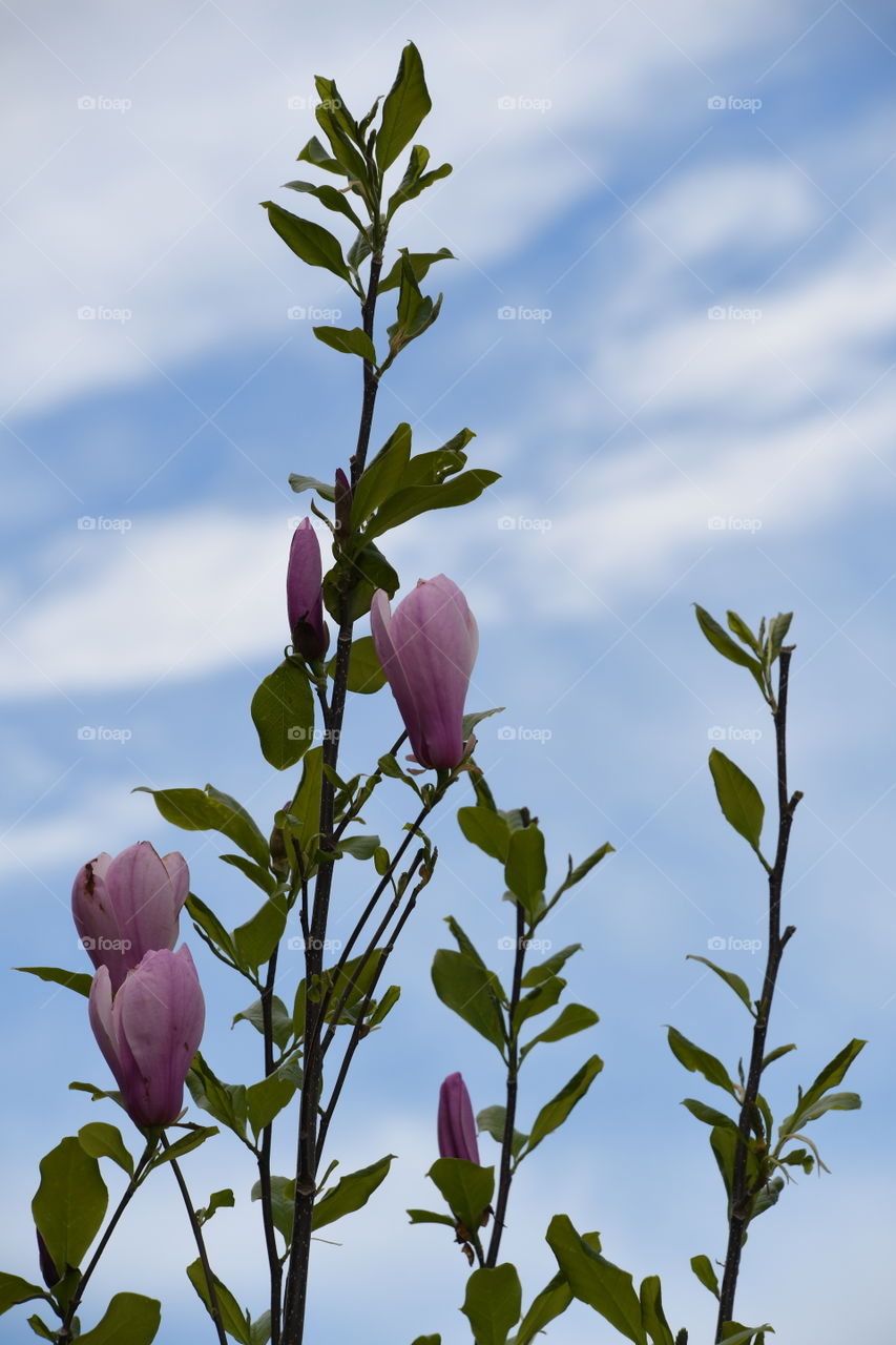 pink flowered branches blue sky wispy clouds