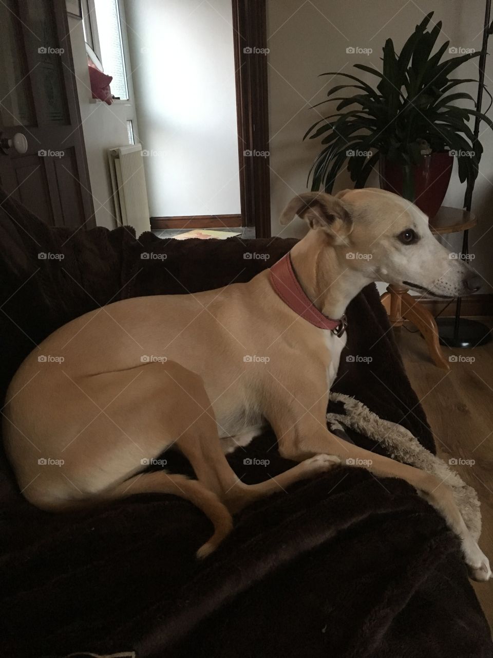 Hennie the cream fawn coloured whippet relaxing laid on the sofa inside