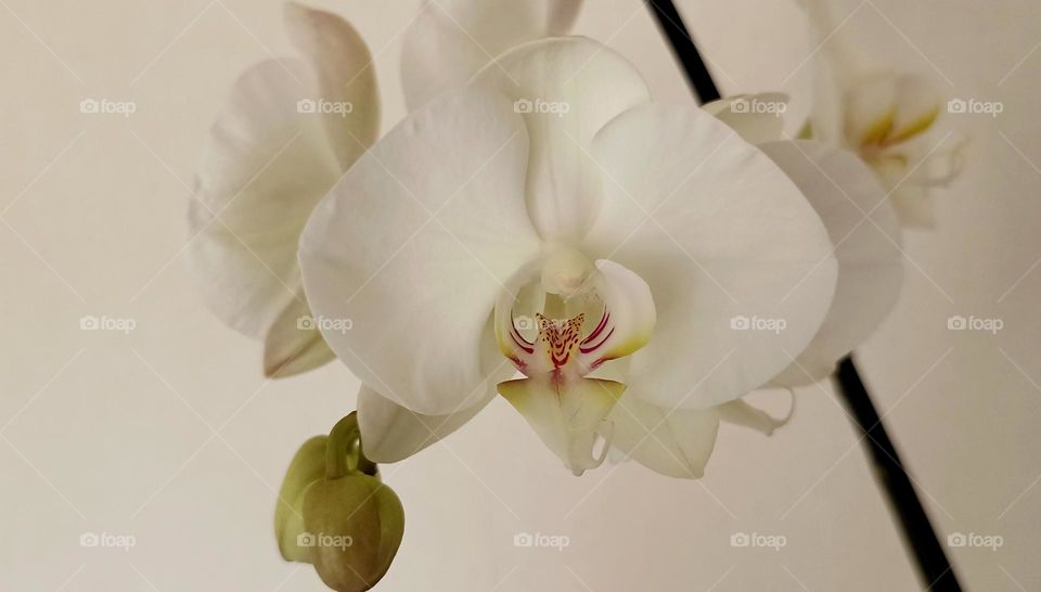 very beautiful white orchid flowers house plant, mobile photography