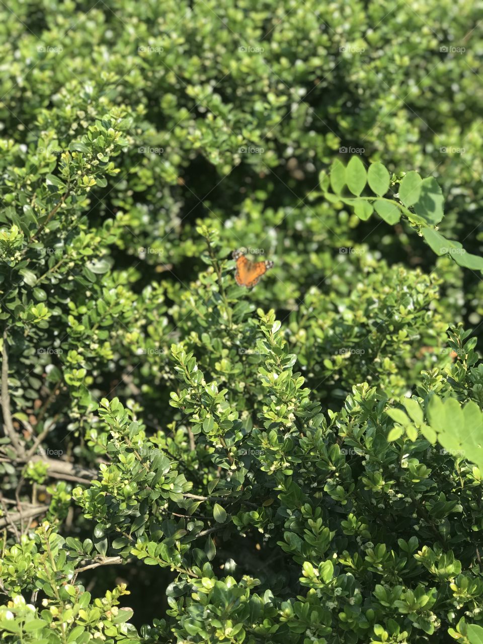 Nature is beautiful 💚