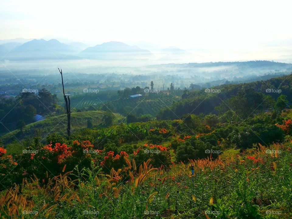 Fog in the morning in countryside Thailand.