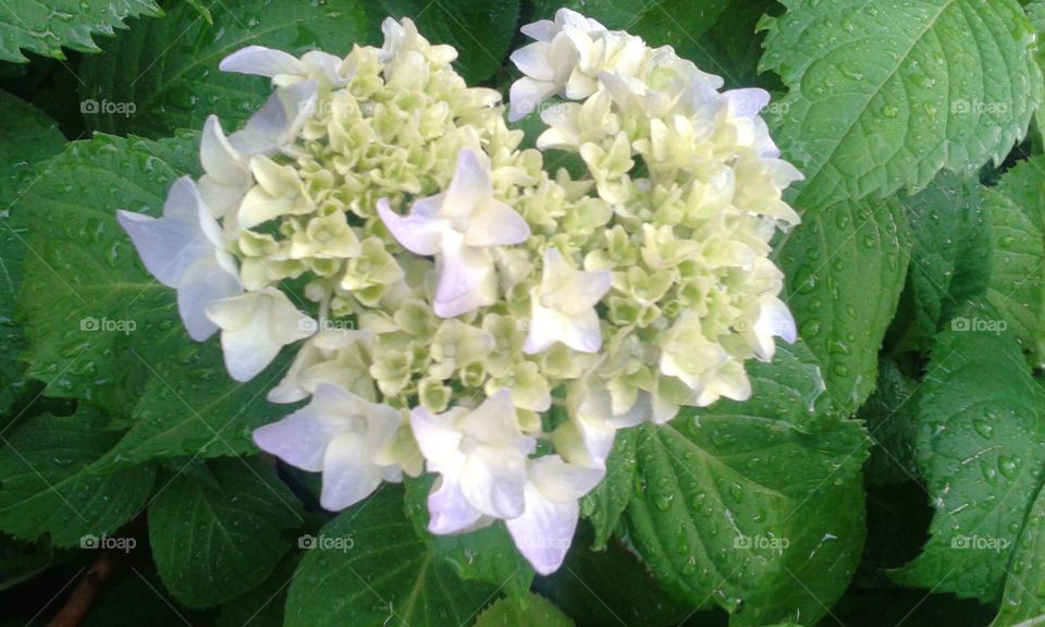 Hydrangea bloom. This charmer is just starting to show some color.