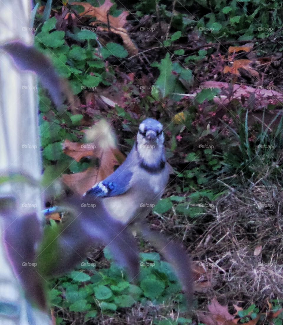 Backyard Bluejay