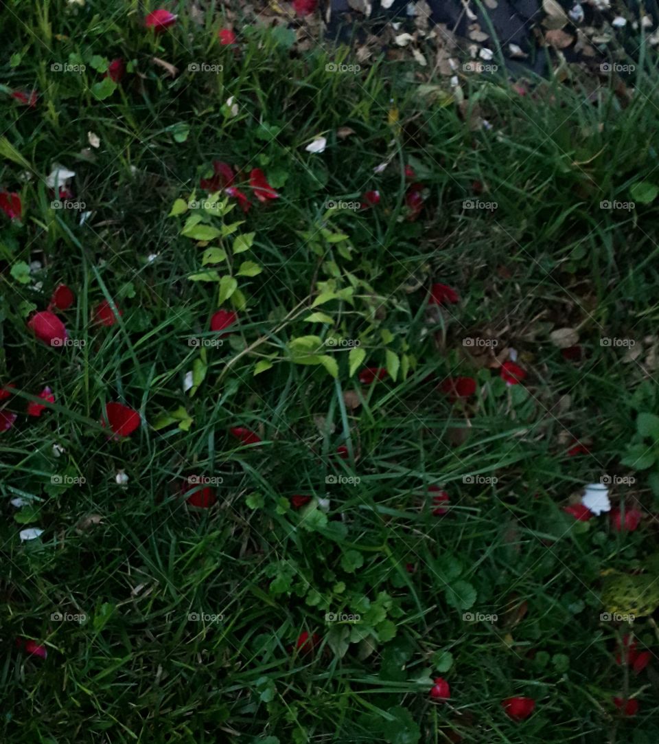 fallen petals of a red rose