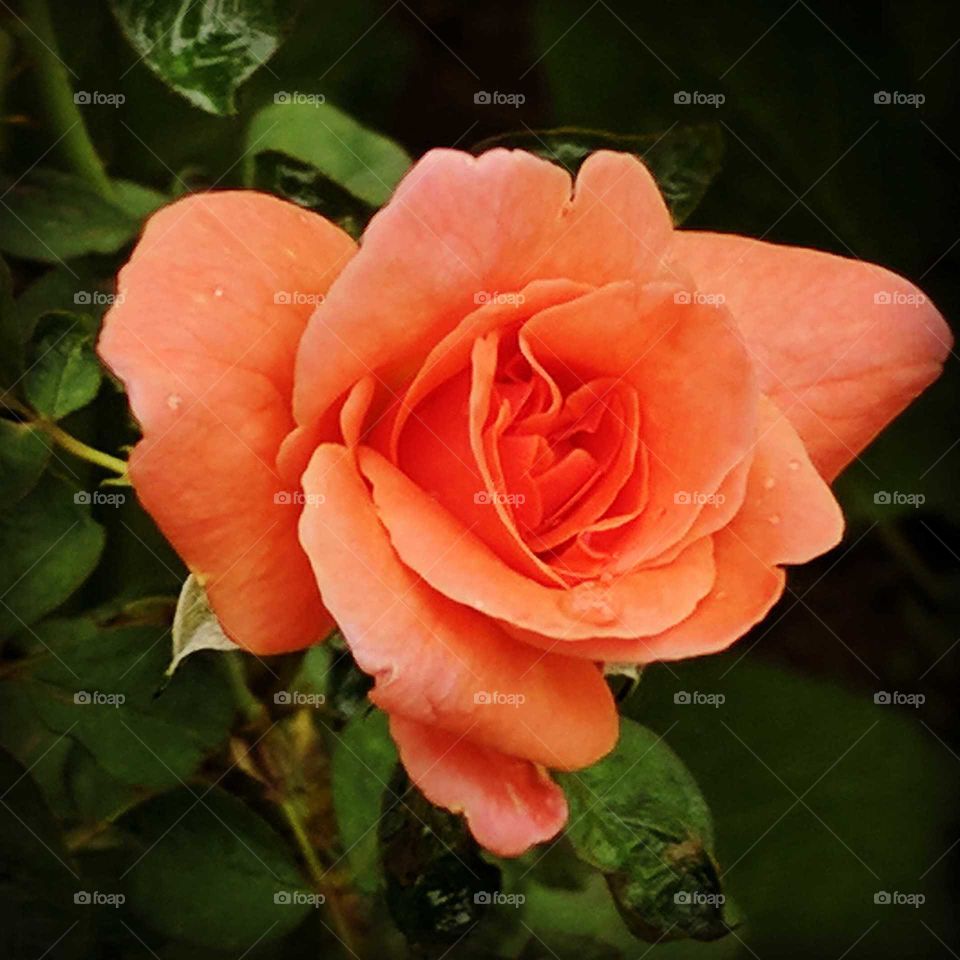 Orange Rose