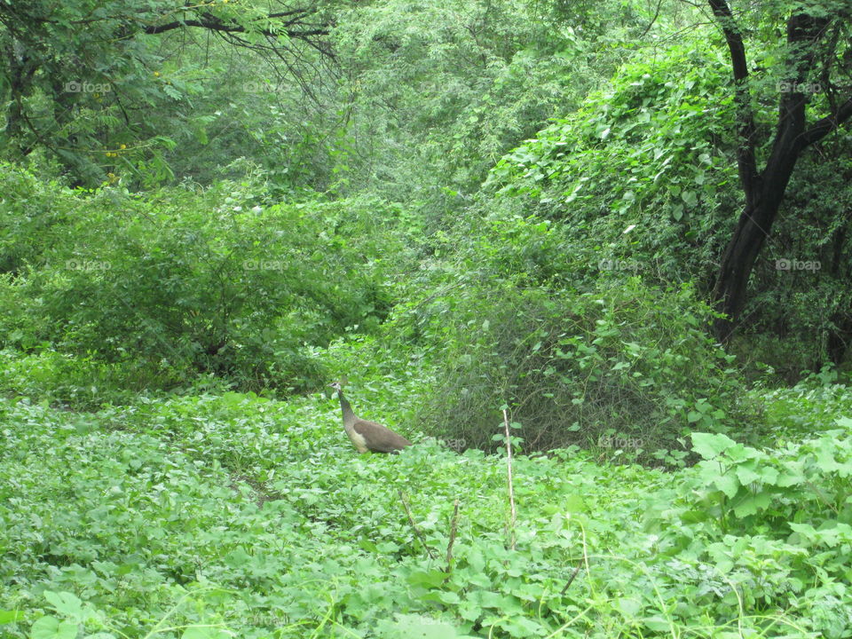 A Peacock in local Forest!!!!!!!