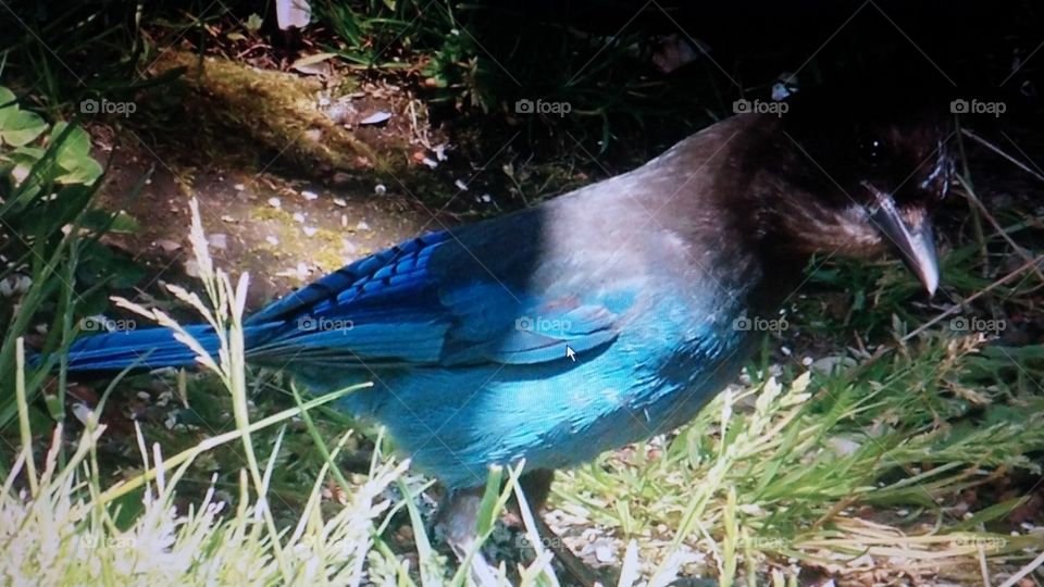 blue jay. backyard 