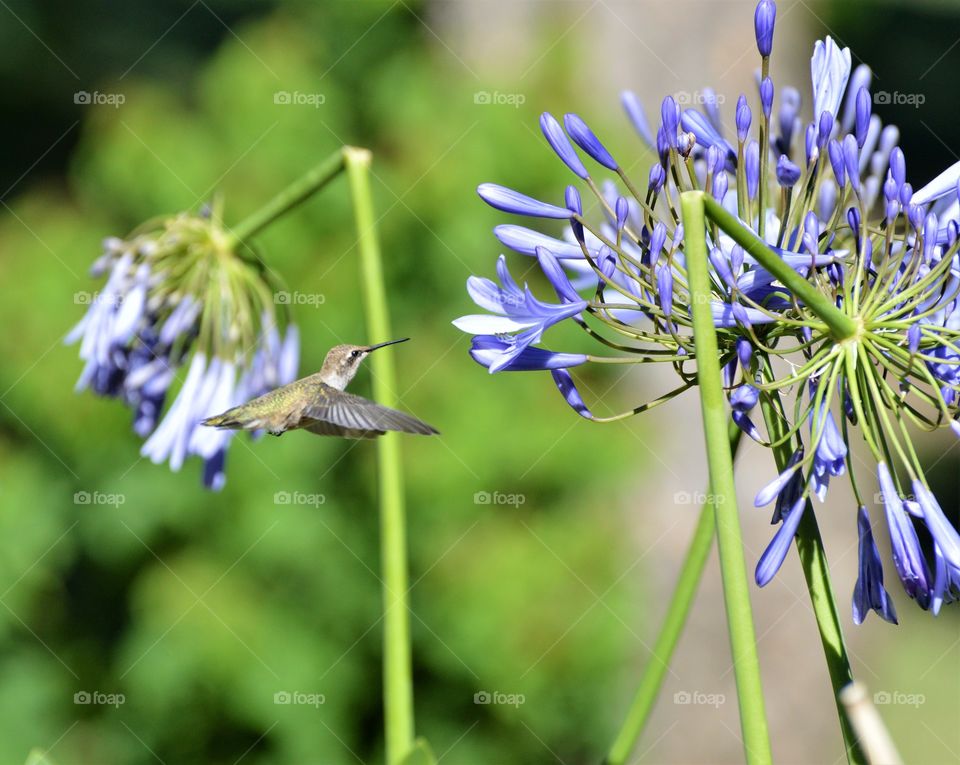 hummingbird, a flying towards a long stem purple flower.