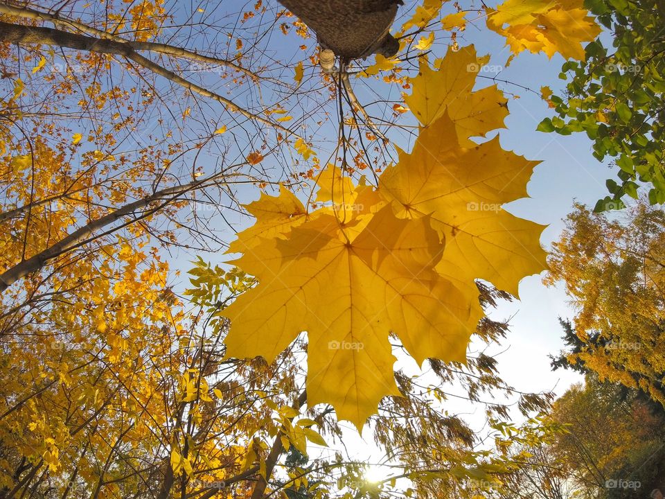 Yellow maple