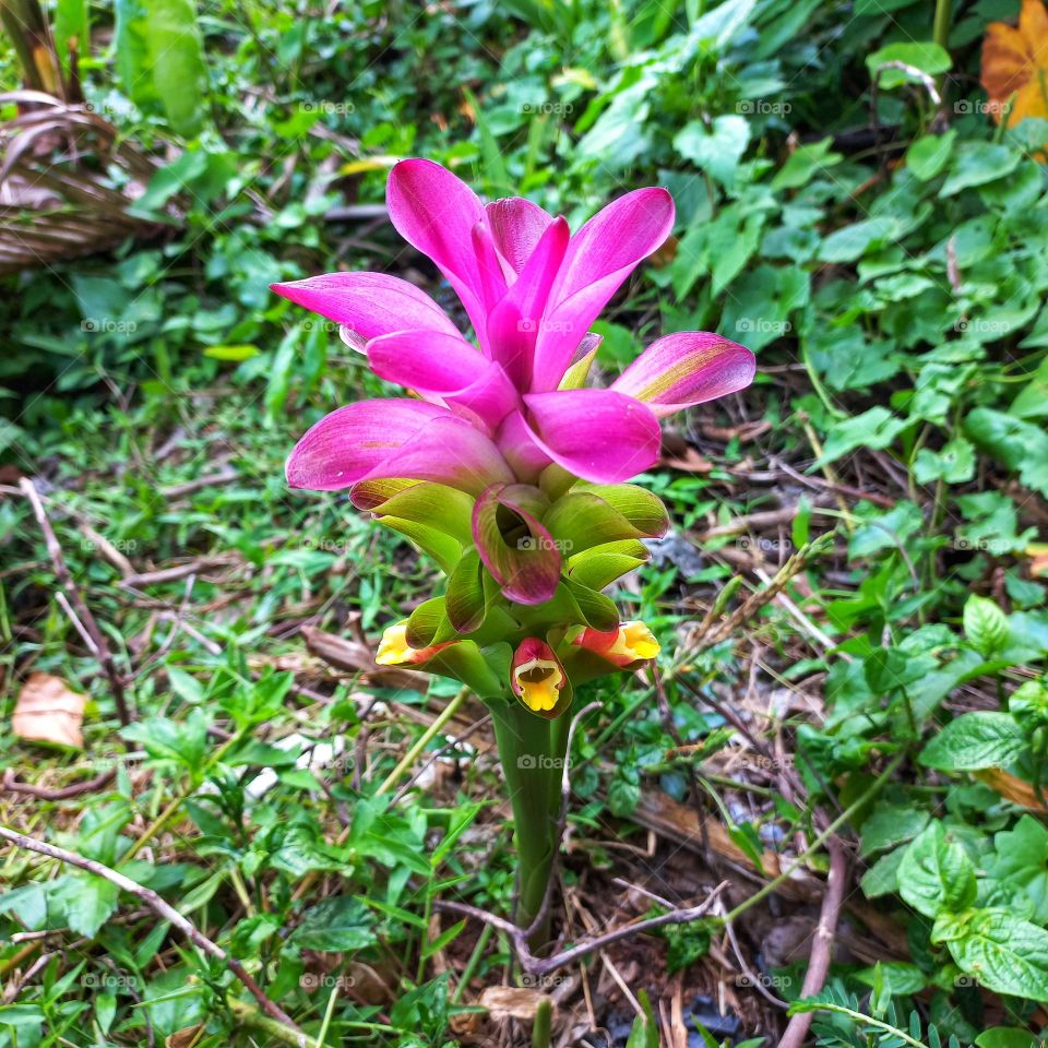 The Curcuma zanthorrhiza plant flowers during the dry season