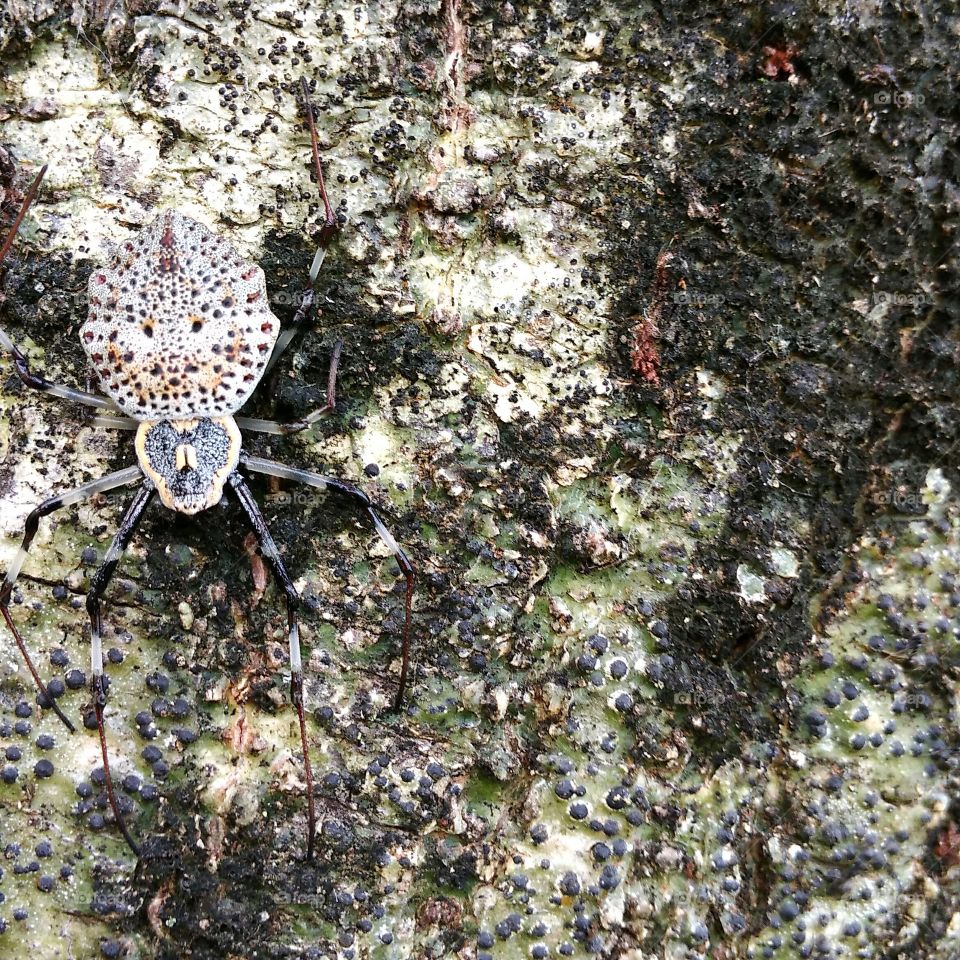 Camouflage of profit-earning insects. Spider