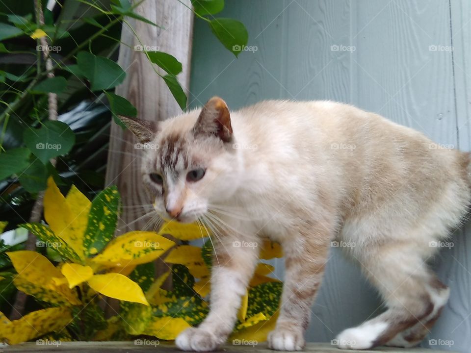 Lucy The Cat Cat On A Railing