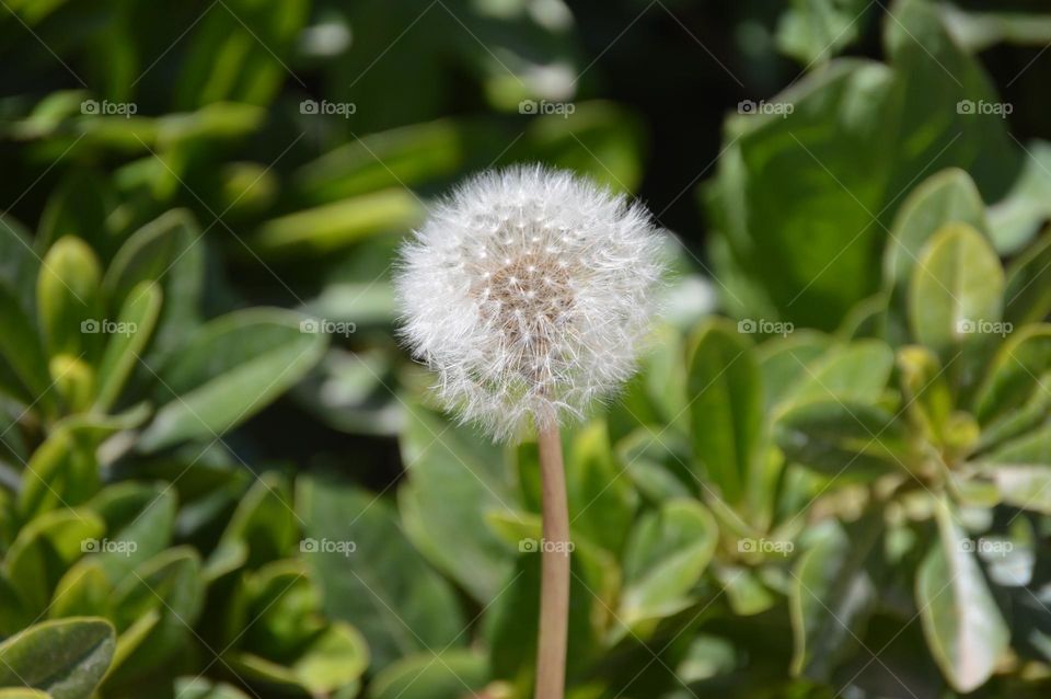 Dandelion 