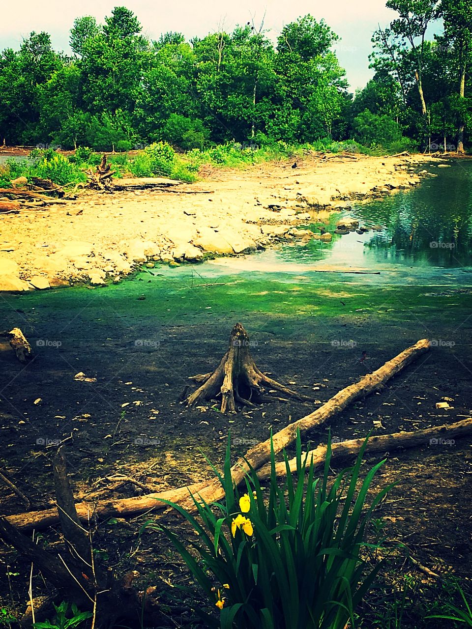 Lack of rain shows the bottom of the pond