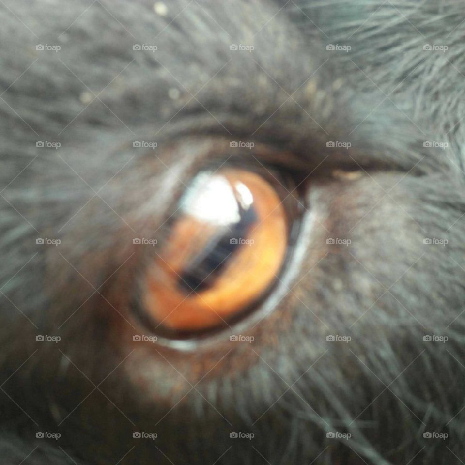 Eye s goat.