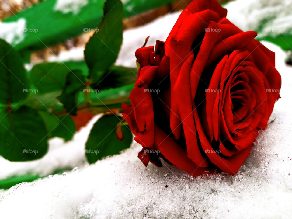 Red rose on white snow
