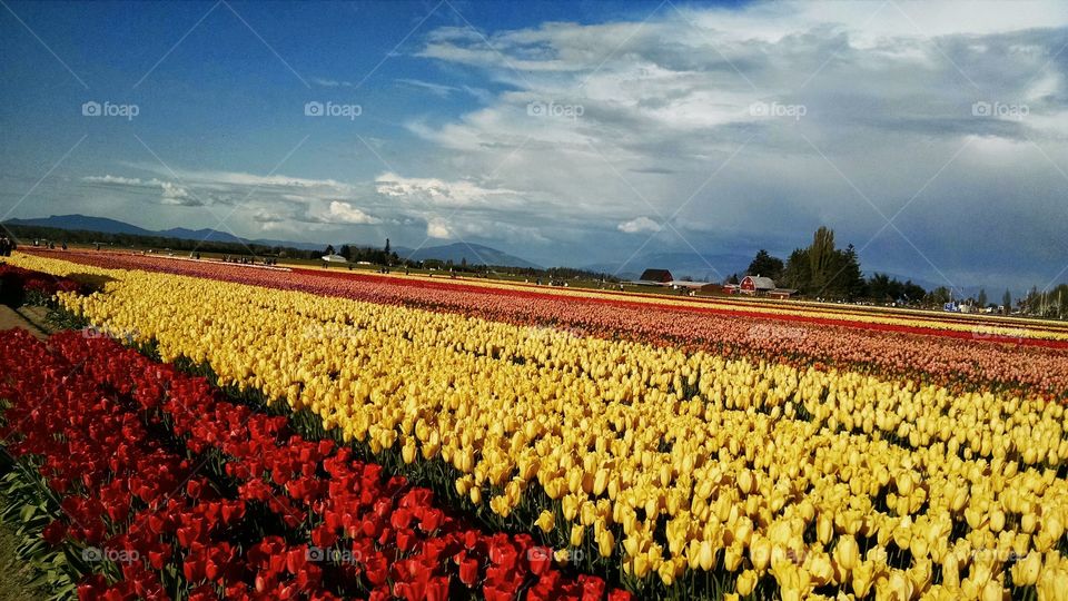 Tulip Field in Bloom