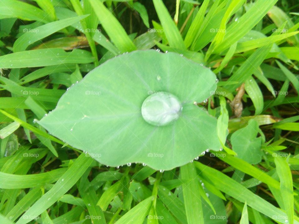 fresh drops of water on leaf