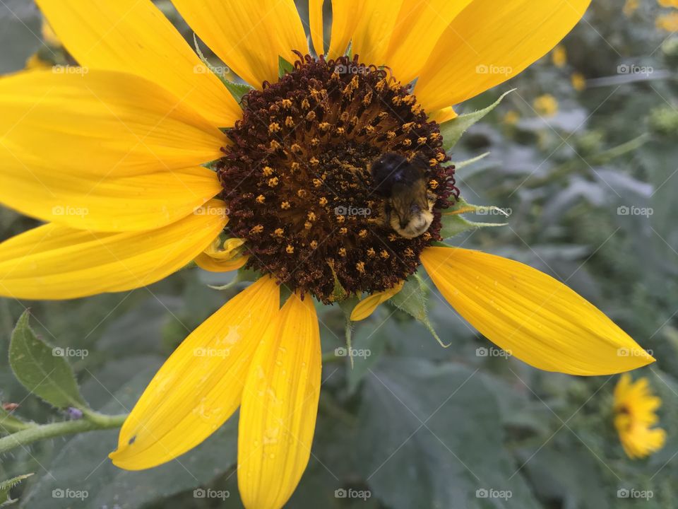 Bee feasting 