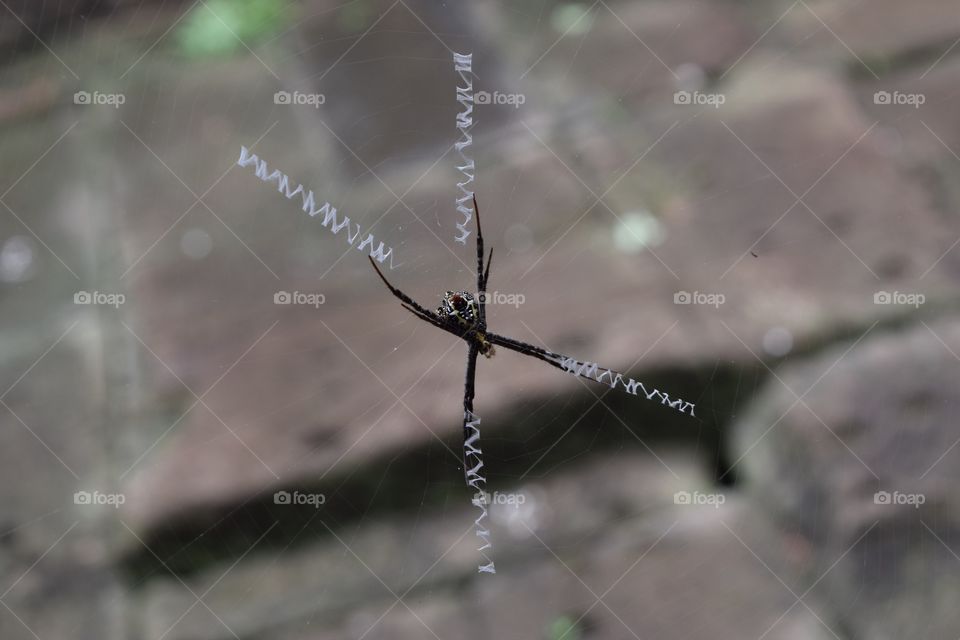 Huge Asian spider . Huge interesting spider at Angkor Wat (Cambodia)