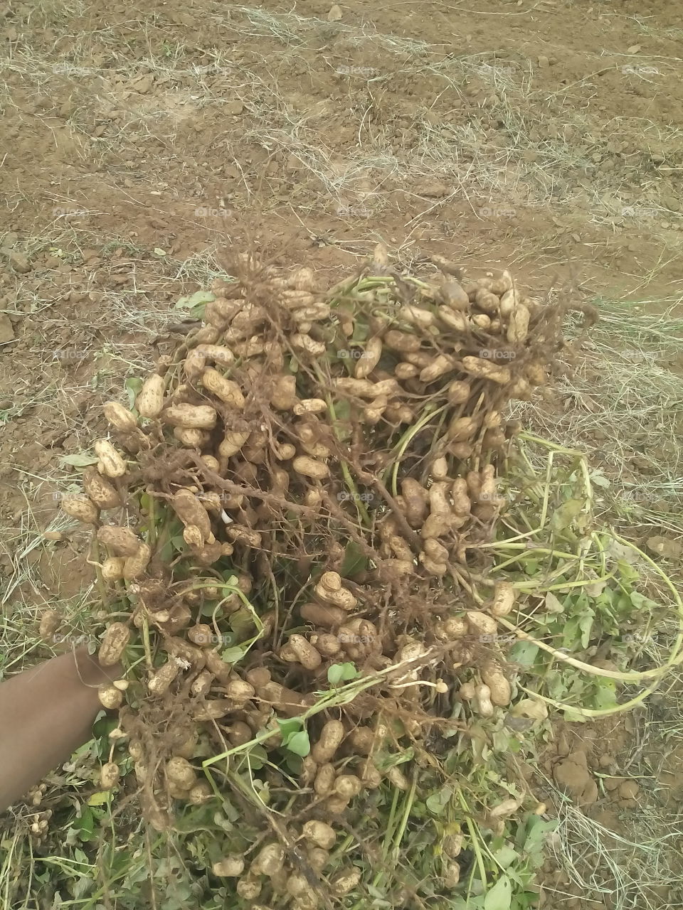 the groundnut place of my farm.