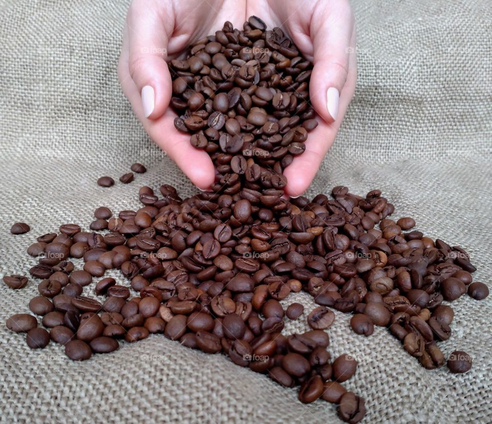 Fresh harvest organic coffee beans 🤎🤎 Coffee beans in the hands of a woman🤎🤎