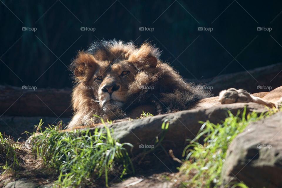 zoo lion looking relaxing by splicanka