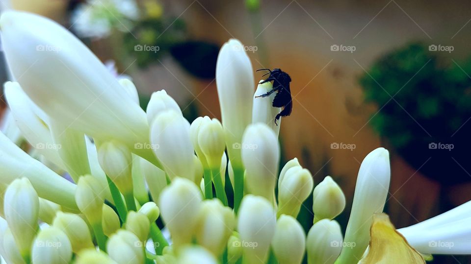 Flower with bee