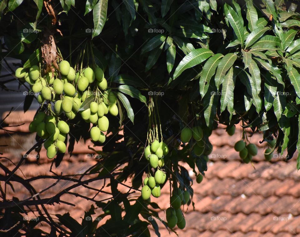 raw mangoes hanging on the tree 🙂