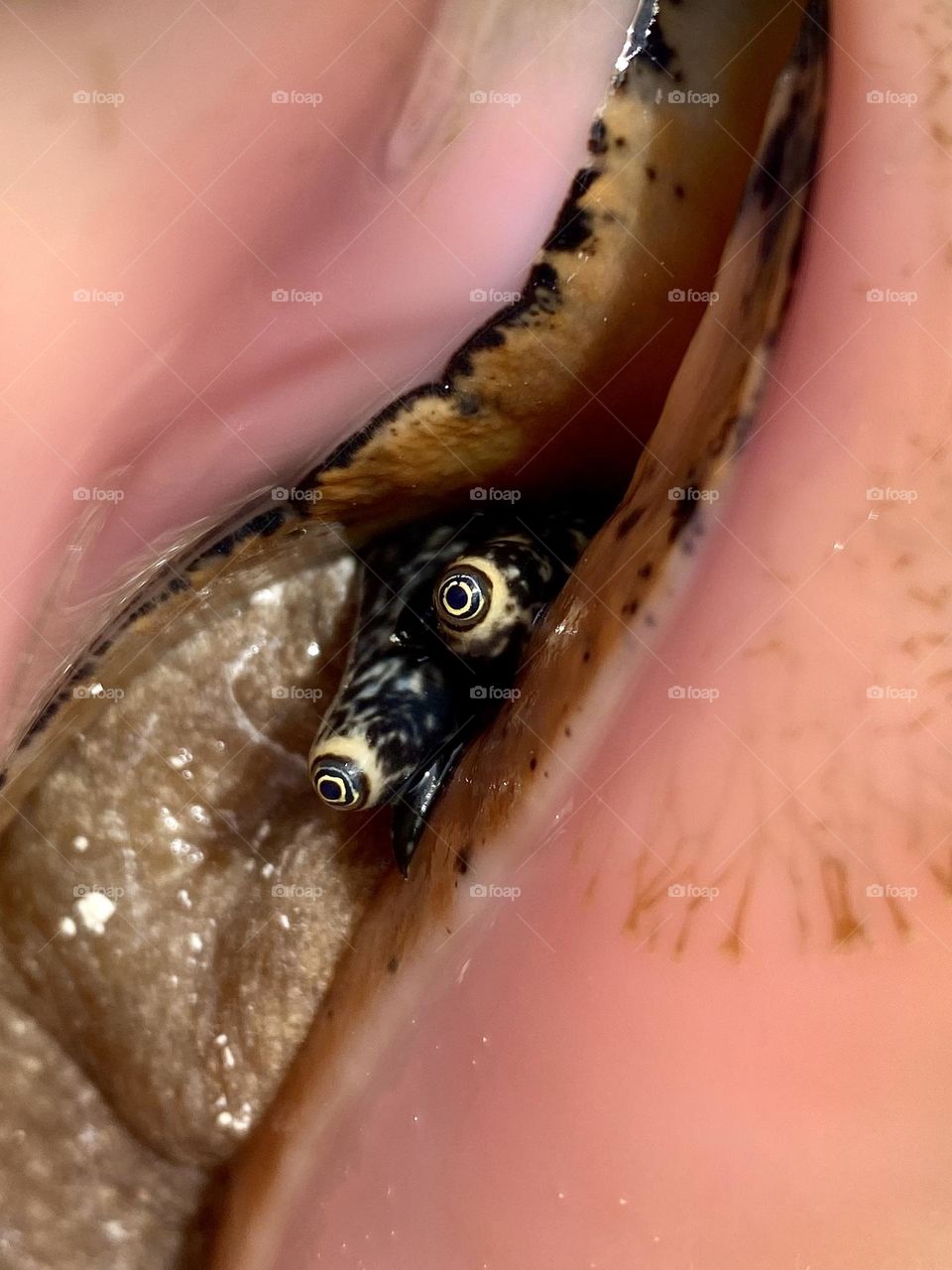 Close-up of a queen conch