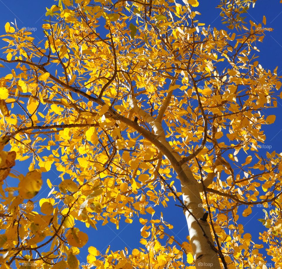 Aspen leaves shimmering against a vivid blue sky on a sunny autumn day. The leaves are perfectly golden at peak autumn colors.